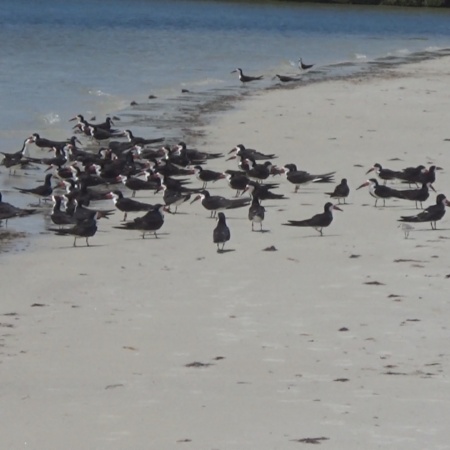 Birds On Beach MacDill Air Base