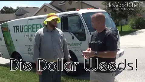 Dollar Weeds Almost Gone