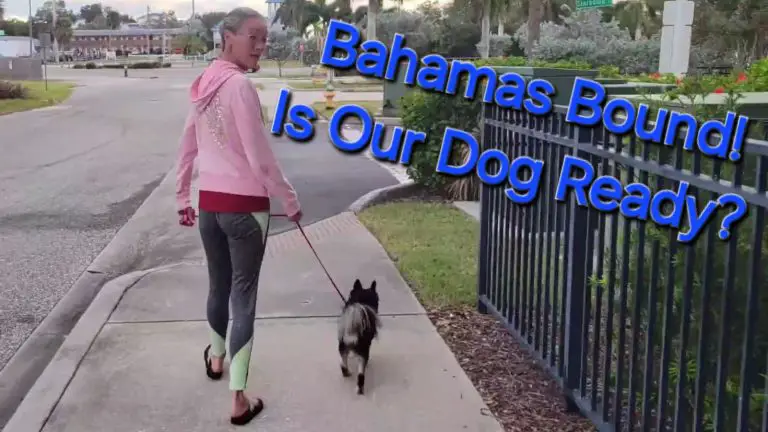 Is Our Sailboat Dog Ready For The Bahamas?
