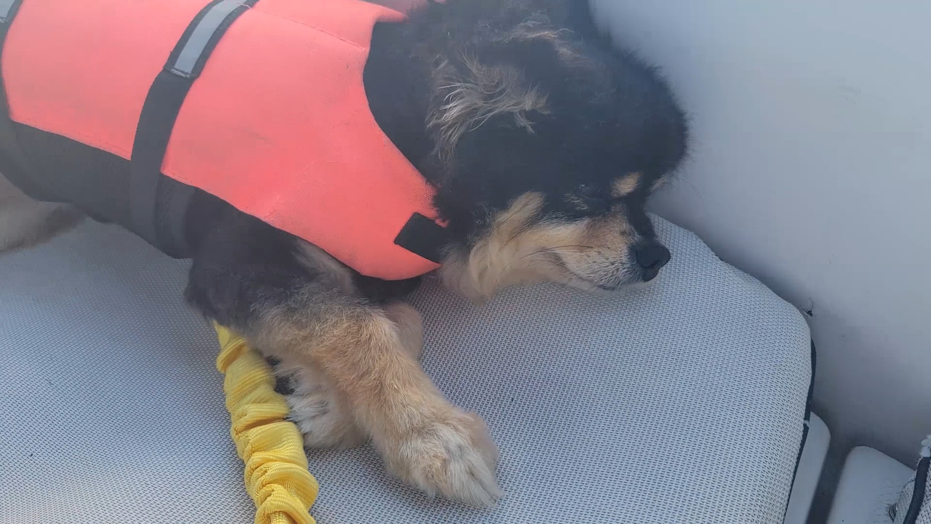 Our furry companion, the dog, wasn't enjoying the ride