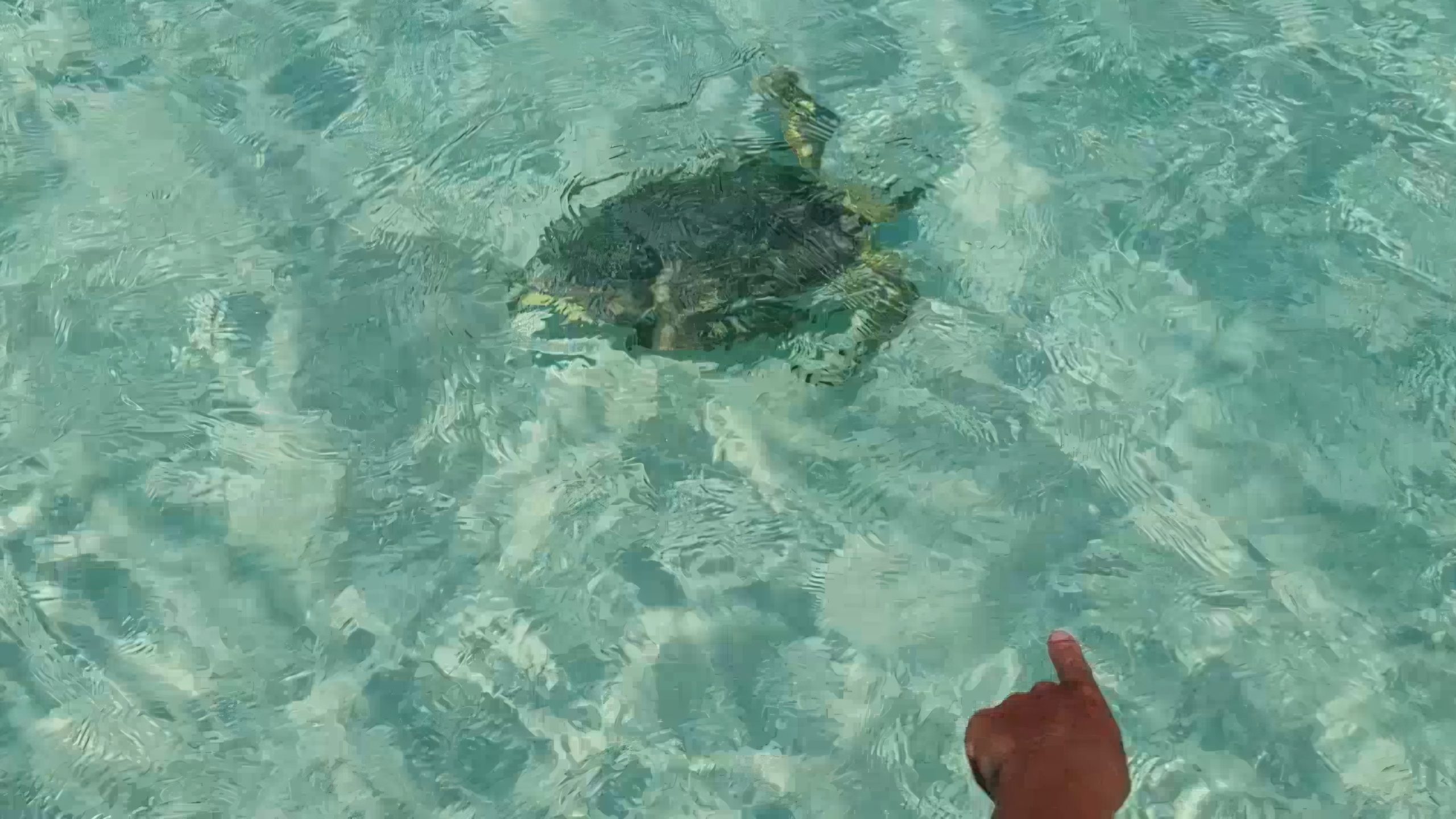 The Turtle Encounter