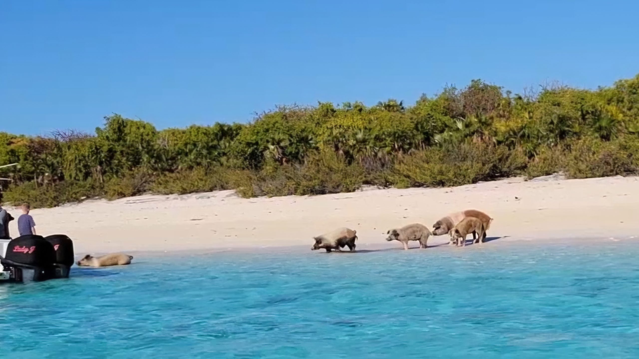 Pig Beach in Foul Cay